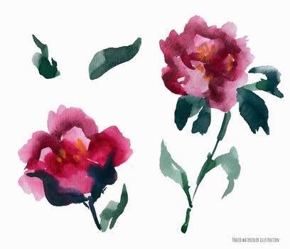 Chinese Peony Pink Flowers