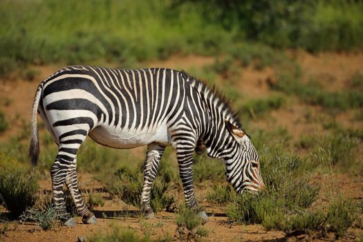 Cape mountain zebra in natural habitat