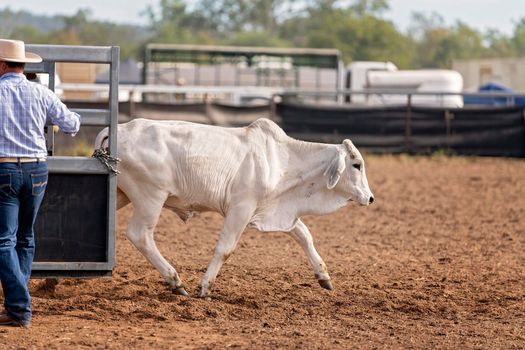 Cowboy Opens Gate For Cow In Rodeo Camp Draft