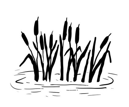 Reed silhouette. Vector illustration isolated on white background. Plants on swamp and pond.