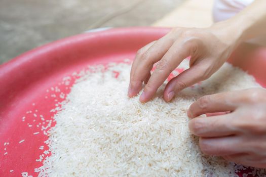 Woman hand holding rice in plastic tray. Uncooked milled white rice. Rice price in world market. World yield for rice concept. Zakat and charity. Global food crisis concept. Organic cereal grain. 