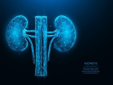 Polygonal vector illustration of human kidneys on a dark blue background. Internal organ low poly design. Nephrology or urology medical banner, template or background.