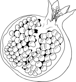 Pomegranate vector illustration on white background. Coloring pages.