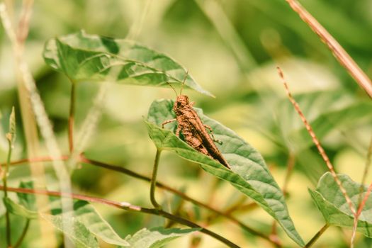 The brown grasshopper on the leaves has an unusual pattern.