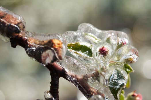 Frost protection irrigation. Frozen Apple Tree Blossom