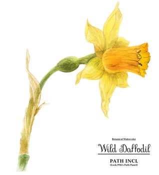 Wild Daffodil Easter Flower. Lent lily