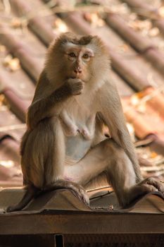 Northern Pig-tailed Macaque on the roof
