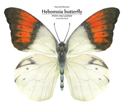 Watercolor realistic biological art illustration Hebomoia butterfly