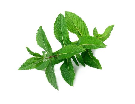 Sprig of peppermint with green leaves on a white isolated background. Culinary spice for drinks and food