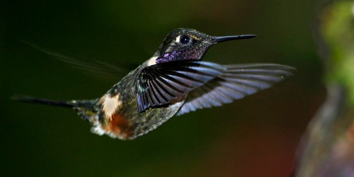Hummingbird, Maquipucuna Cloudforest Reserve, Ecuador