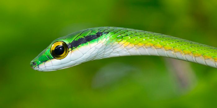 Parrot snake, Corcovado National Park, Costa Rica