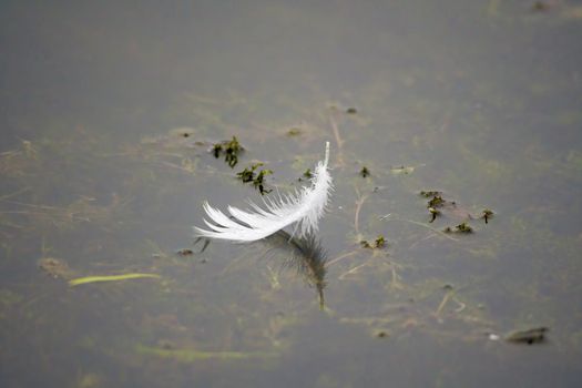 a feather of a great egret floats on the water of a pond