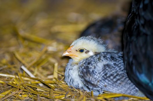 a domestic fowl chick on straw