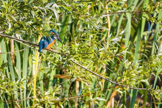 kingfisher sits on a branch and looks for prey