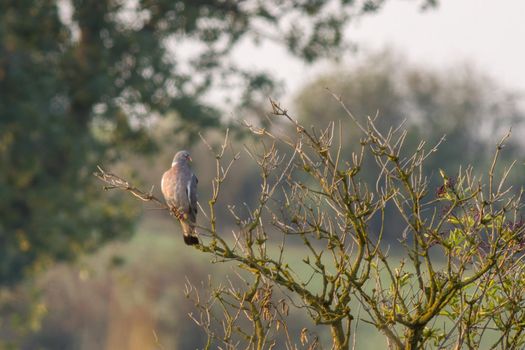 a pigeon sits on an old bare tree