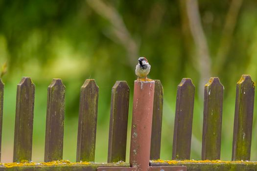 a sparrow sits on a fence