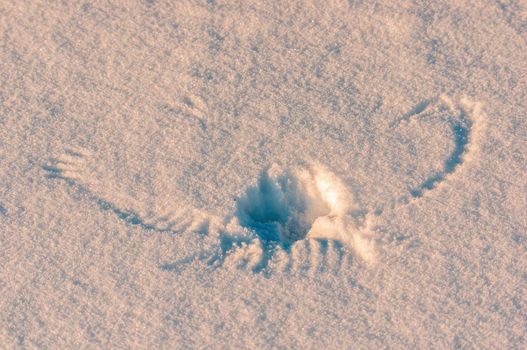 a imprint of a buzzard in the winter snow