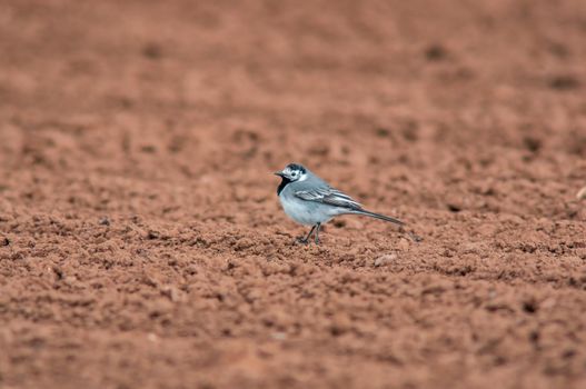 a white wagtail searches for insects in a freshly plowed field