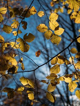 Golden autumn leaves and branches with blue sky as a background. Autumn seasonal changes in the nature. Looking up.