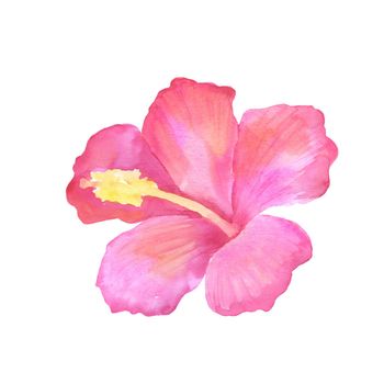 Pink hibiscus flower. Watercolor sketch