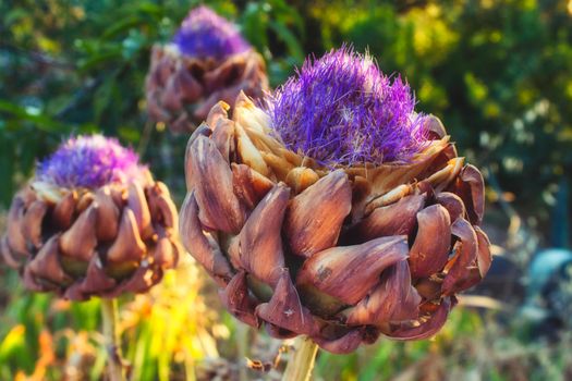 Wild artichoke flowers blooming in the forest