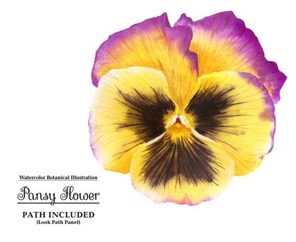 Yellow pansy flower with watercolor
