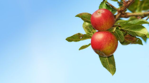 Apple-picking has never looked so enticing. Ripe red apples hanging on a tree in an orchard - closeup.