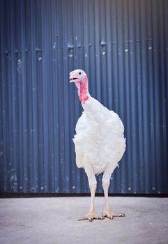 Thats one fine looking fowl. Shot of a turkey on a poultry farm.
