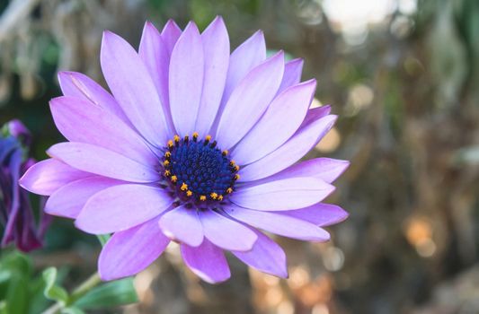 Big purple flower (Osteospermum) known as daisybush or African daisy
