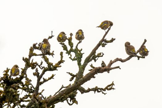 a flock of greenfinches sit on a bare tree
