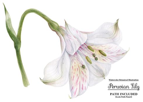 Peruvian Lily Alstroemeria