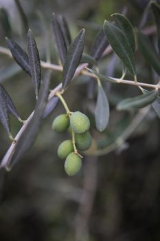 Olive bush. Fruits of green olives on a bush. Close-up.