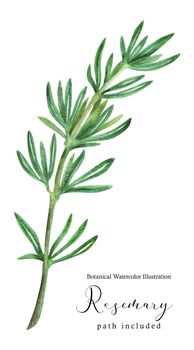 Rosemary green stem branch