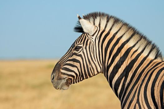 Plains zebra portrait - Etosha National Park