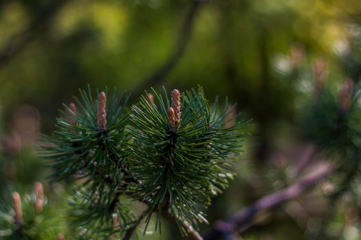 Young spruce branches. Close-up on blurred greenery with copying of space, using as a background the natural landscape, ecology, fresh wallpaper concepts. Selective focus.