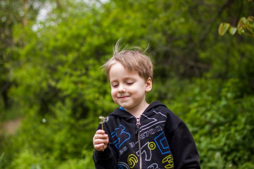 A happy boy on a spring day in the garden blows on white dandelions, fluff flies off him. The concept of outdoor recreation in childhood. Portrait of a cute boy.