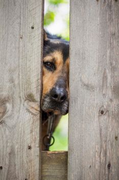 A beautiful dog, a domestic dog, saw him stick his head through a crack in the garden fence. A dog's face