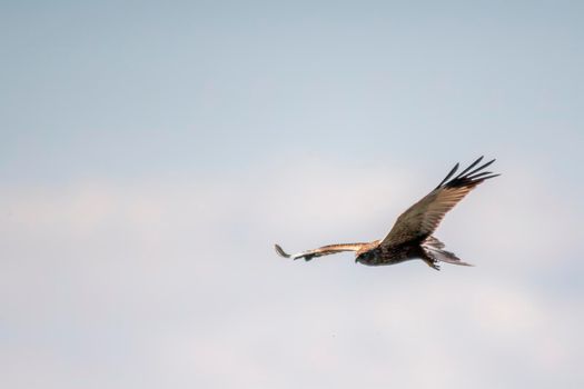 a red kite flies in the sky looking for prey