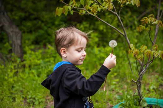 A happy boy on a spring day in the garden blows on white dandelions, fluff flies off him. The concept of outdoor recreation in childhood. Portrait of a cute boy.