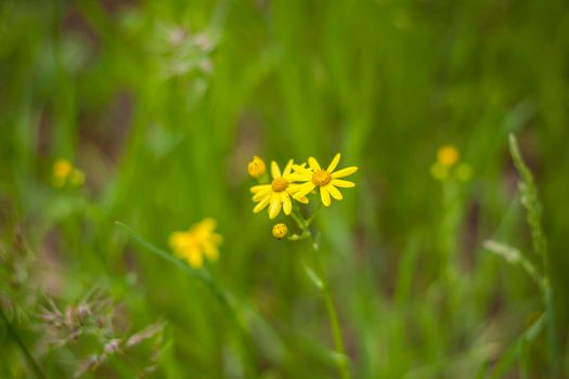 Selectively focus on the chamomile flowers or the flowers of the chamomile plant. small yellow daisy flowers. Meadow field in an open space