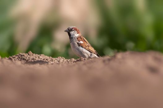 a sparrow sits on a field