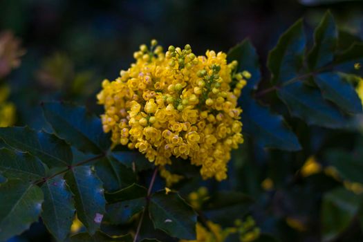 A shrub with bright yellow flowers. Close-up with a copy of the space, using the natural landscape as the background. Natural wallpaper. Selective focus.