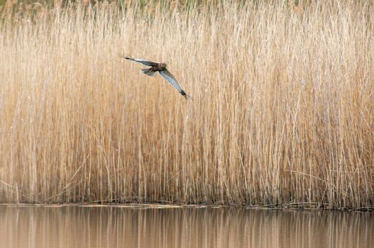a male marsh harrier flies out of the reeds of a lake