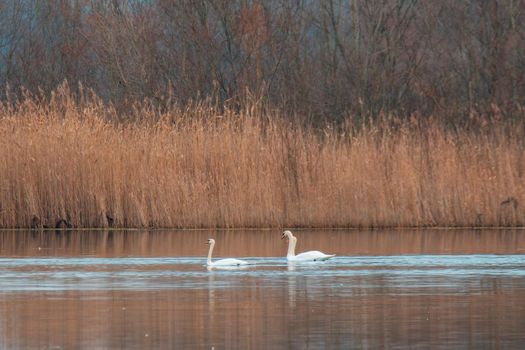 two swans swim on a lake
