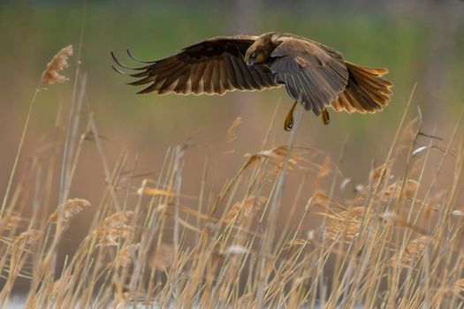 a female marsh harrier flies out of the reeds of a lake