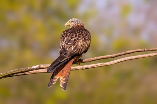 a red kite sits on a branch and looks for prey