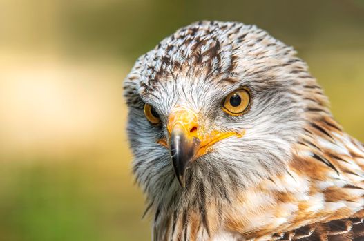 a head portrait of a red kite