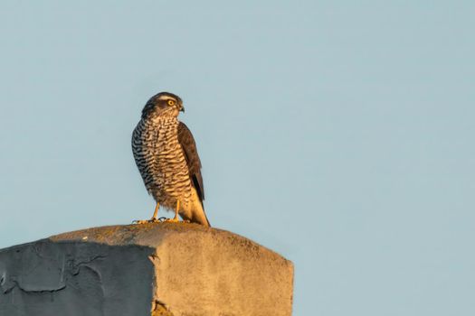 a sparrowhawk sits on a roof and looks for prey
