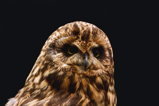 Close-up portrait of a short-eared owl against a black background