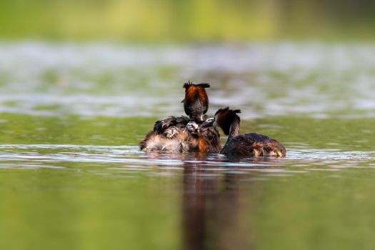 a great crested grebes feed their chicks while swimming on a lake